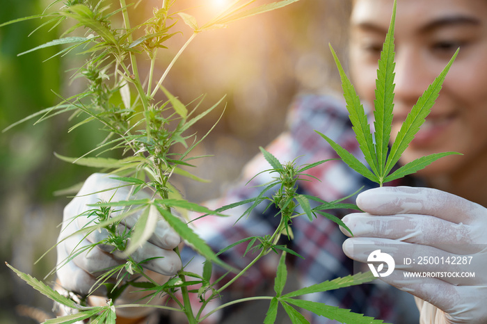 Young farmers wear gloves to check marijuana trees. Concept of herbal alternative medicine,