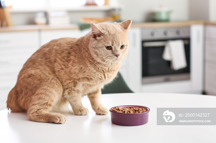 Cute cat and bowl with food on kitchen table