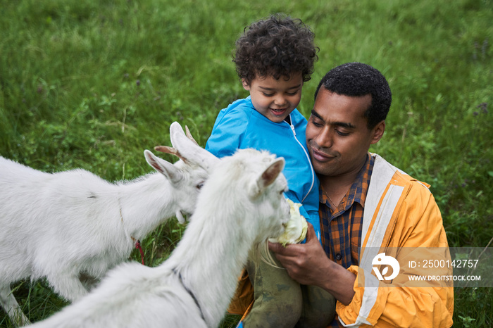 Father and his little son feeding with the cabbage two funny goats while sitting