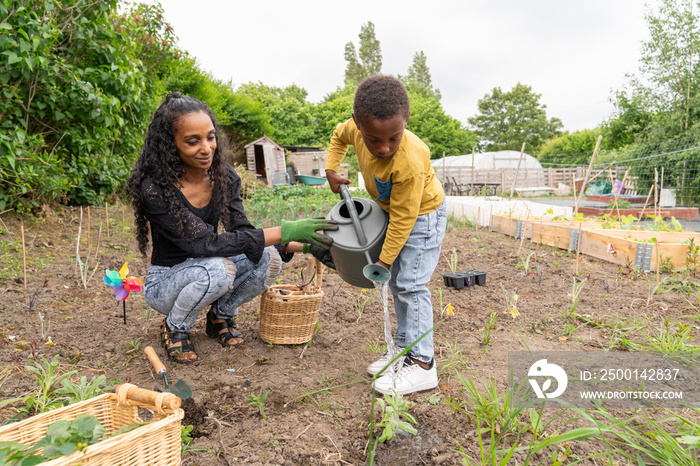 Mother and son watering plants in allotment