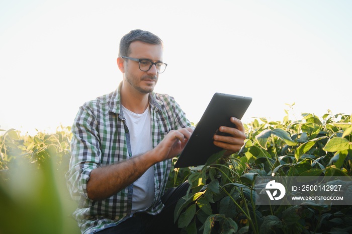 Young agronomist in the soy field and examining crops before harvesting. Agribusiness concept. agricultural engineer standing in a soy field.