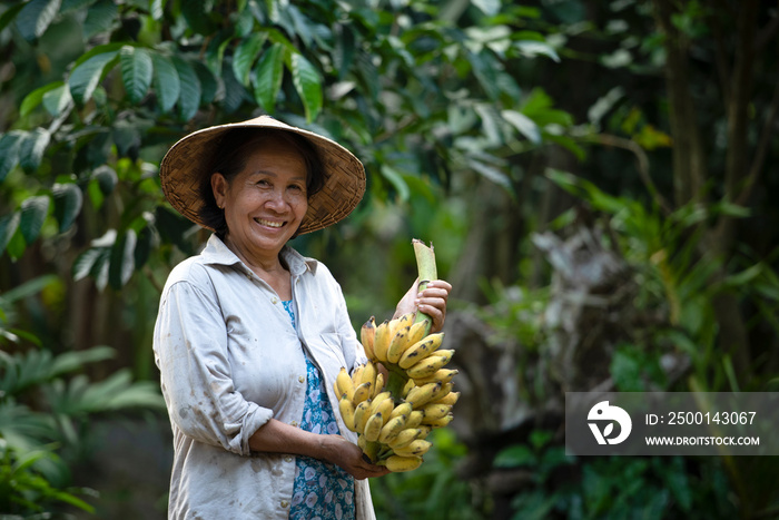 Local workers in the banana plantation, female farmers raise bananas on an organic farm, Thai Smile Farm.