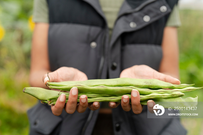 Close-up of woman holding homegrown green bean in urban garden