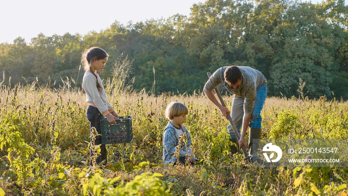 Farmer with children harvesting organic sweet potato on the field of eco farm.