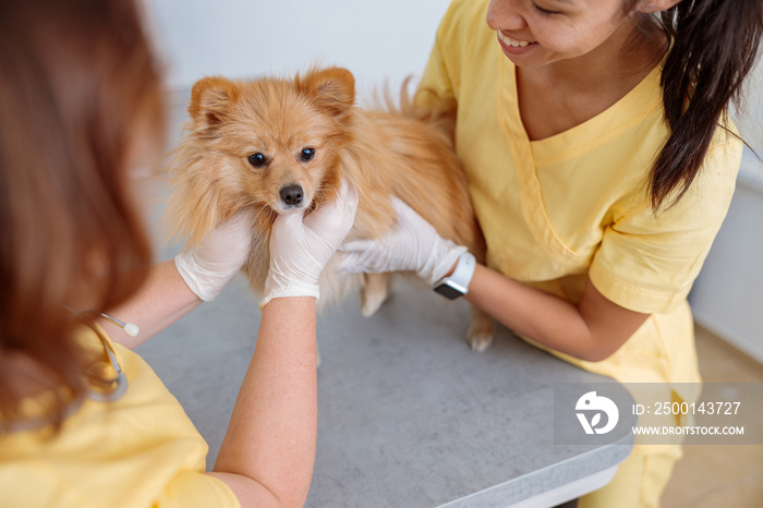 Veterinary doctor checking up pet in vet hospital