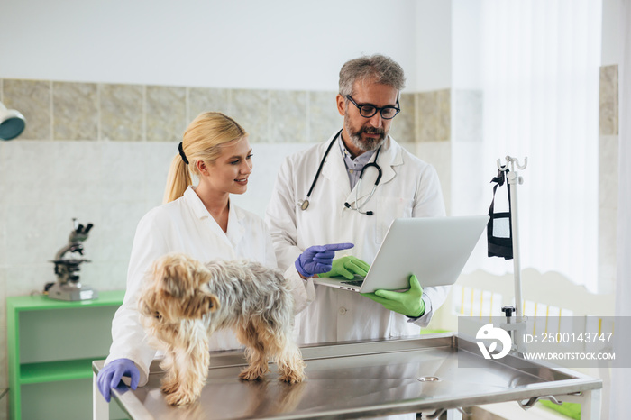 senior veterinarian with his younger colleague examining the dog at veterinary clinic