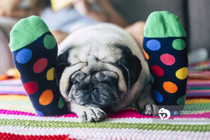 Close up of pug dog lying and sleeping between feet of woman. Tired dog sleeping on bed. Cute little puppy sleeping on bed or carpet in between legs of owner