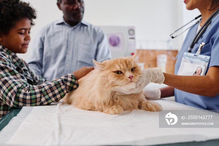 Senior African American man and his grandson having appointment in veterinary clinic to examine cat health