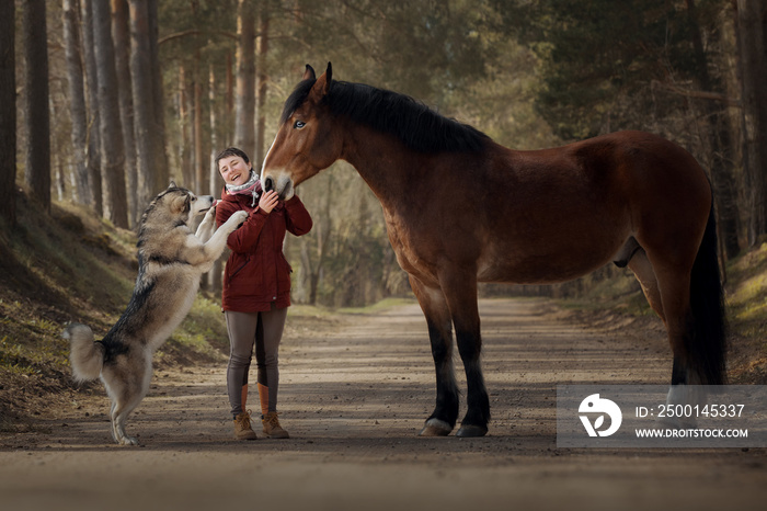 Girl with her beautiful horse and dog malamute