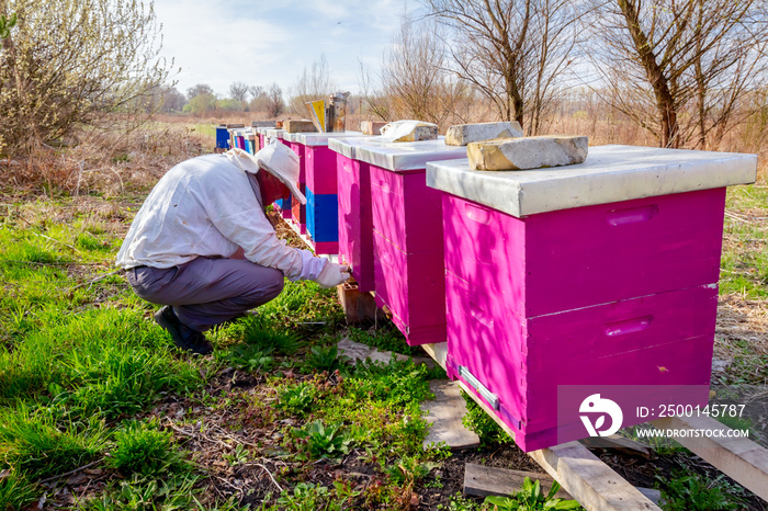 Apiarist is doing spring control situation in bee colony