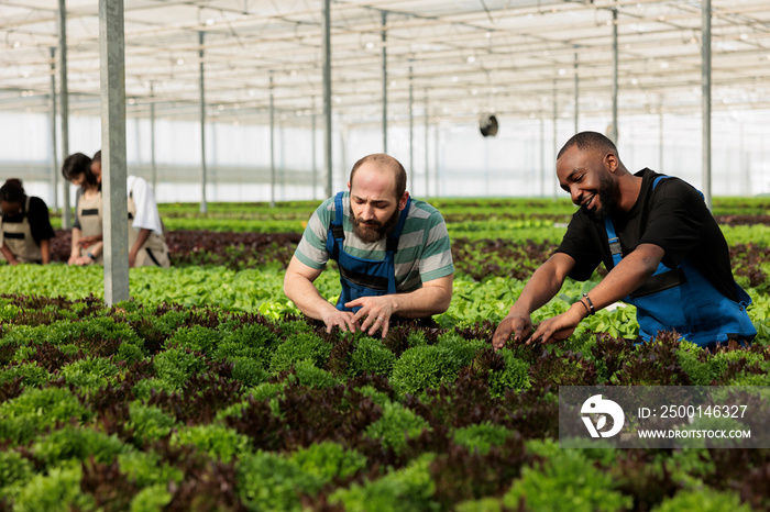 Diverse people working hard checking plants development and picking harvest for delivery to local market. Group of greenhouse workers cultivating different types of lettuce and microgreens.