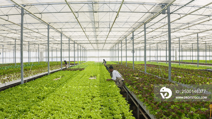 Agricultural workers growing organic food in hydroponic enviroment pushing crates with healthy lettuce and microgreens. Diverse people working in greenhouse gathering green bio vegetables.