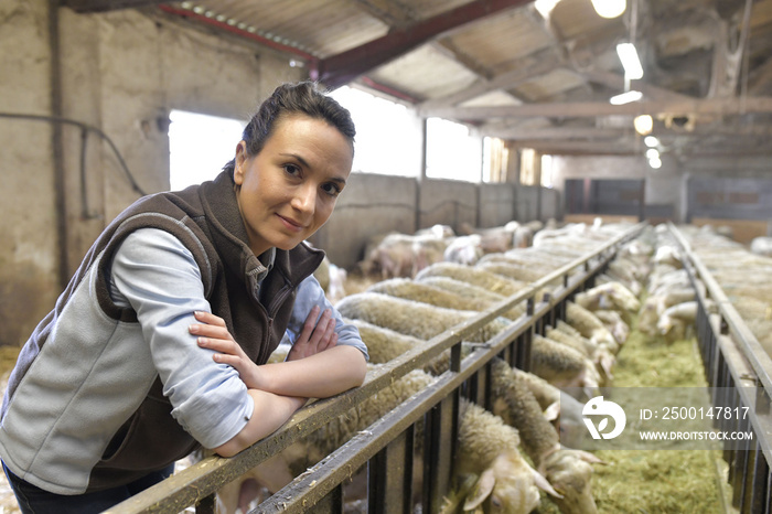 Breeder in barn looking at sheep herd