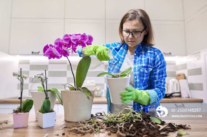 Woman caring for plant Phalaenopsis orchid, cutting roots, changing soil