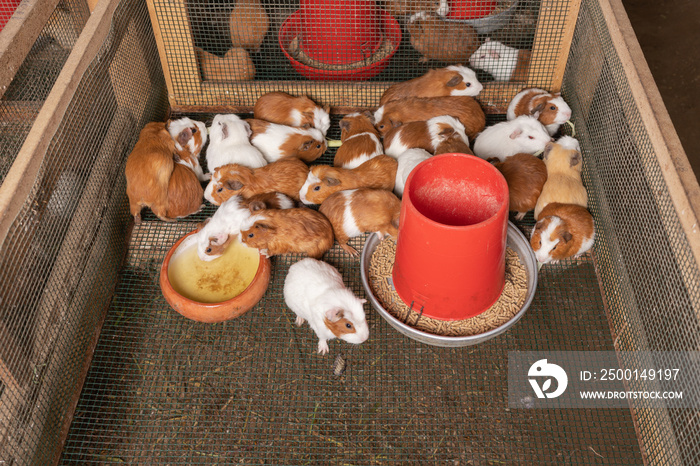 High angle view of guinea pigs eating from a dispenser in a farm