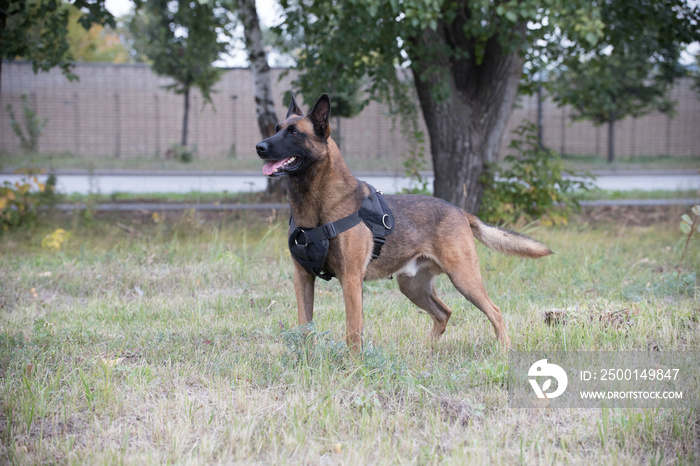 Big trained german shepherd dog standing on a field