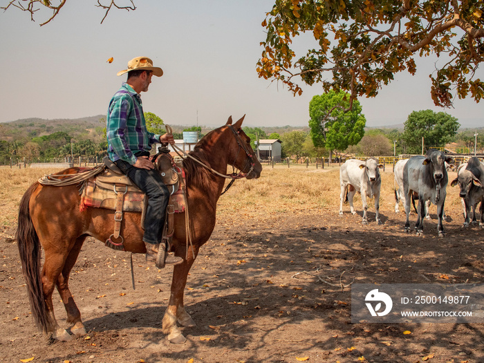 Cowboy is riding his horse on a cattle farm with very dry land