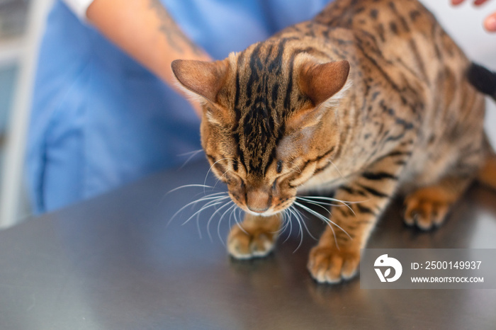 Cat on the veterinarian’s examination table.