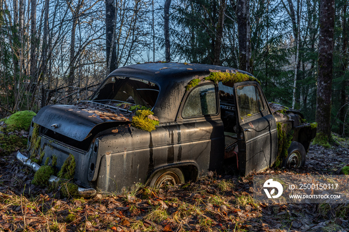 Abandoned old English car covered with moss, standing in a forest on the Swedish countryside