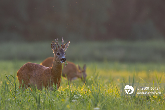 Sarna- roe deer