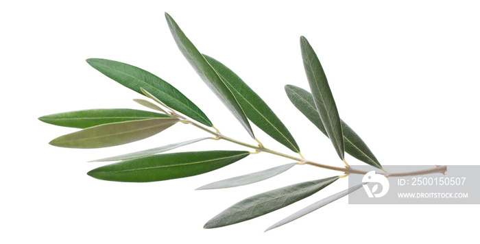 Fresh olive branch leaves isolated on white background