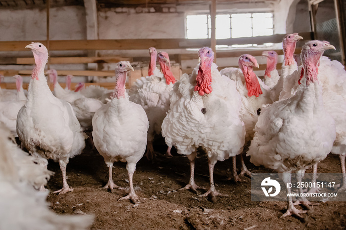 Turkey bird at the poultry farm. White young turkeys