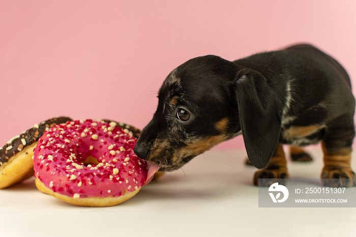 Miniature marbled dachshund puppy on a pink background licking a donut