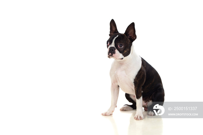 Portrait in Studio of a cute boston terrier