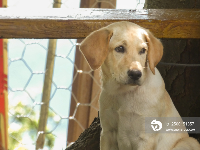 Golden Labrador Retriever puppy looking sad and sitting