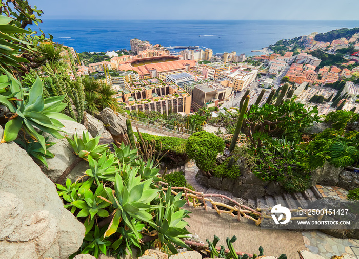 Fragment of a garden of cacti and succulents in Monaco.