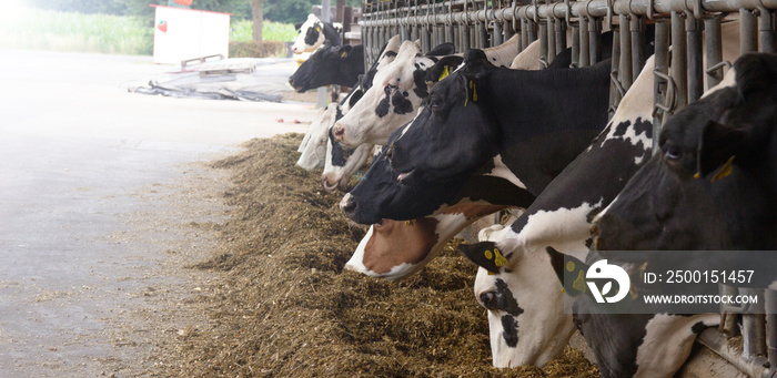 Livestock farm. Feeding cows, and cattle.