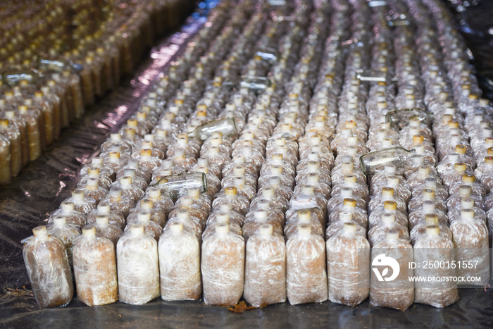 Mushroom farm Organic oyster mushrooms and shiitake mushrooms mold in plastic bag for growing in mushrooms farm agriculture