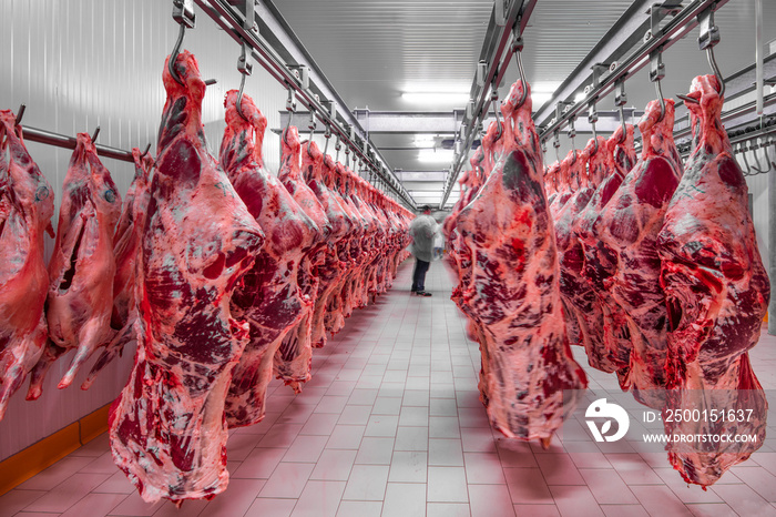 Freshly slaughtered halves of cattle hanging on the hooks in a refrigerator room of a meat plant for further food processing. Halal cutting.