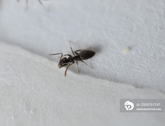 Close up picture of small brown ants, called Odorous House Ants, eating poison.