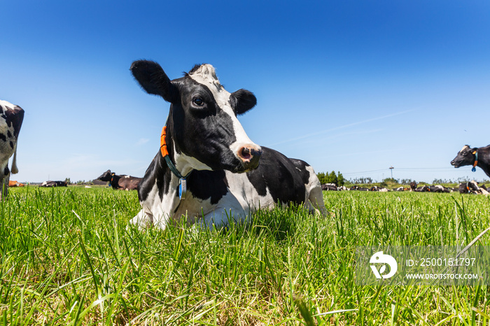 Friesian holstein dairy cow lying on green grass.