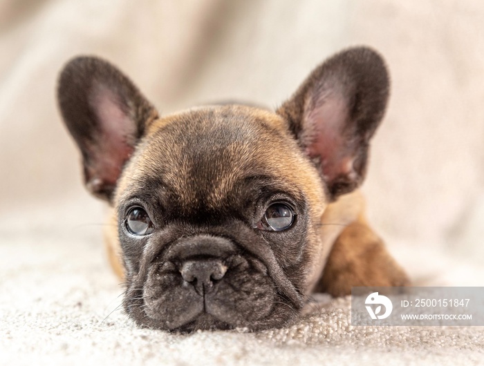 puppy french bulldog