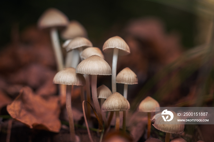 Psilocybe Bohemica mushrooms in the autumn forest among fallen leaves