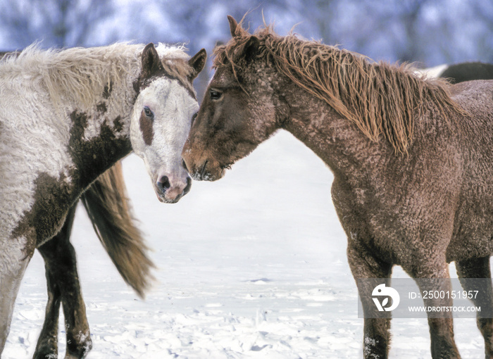 Two Rare Bashkir Curly horse mares, with winter coats resembling Berber rugs, touch noses