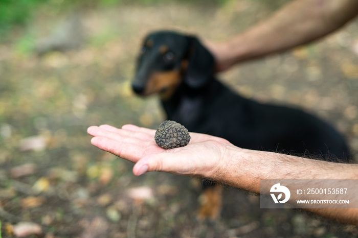 Close up of truffle mushroom in hand and trained dog in the background who takes all the credit.