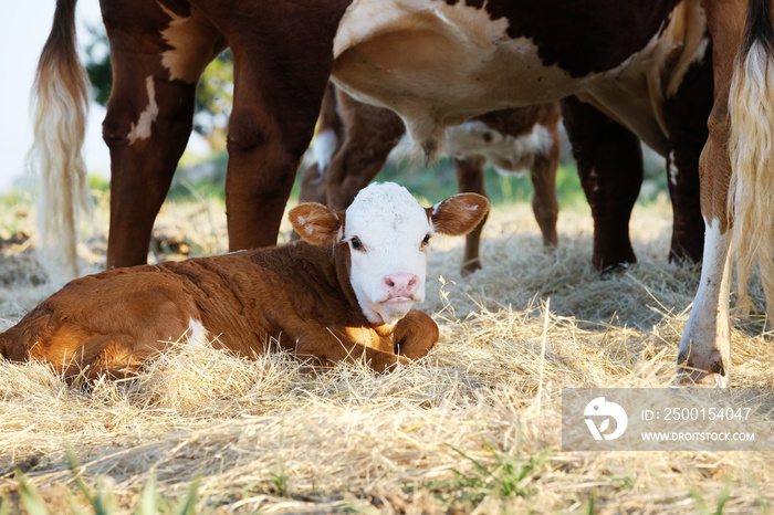 Cute baby cow shows Hereford calf laying with herd closeup in hay.