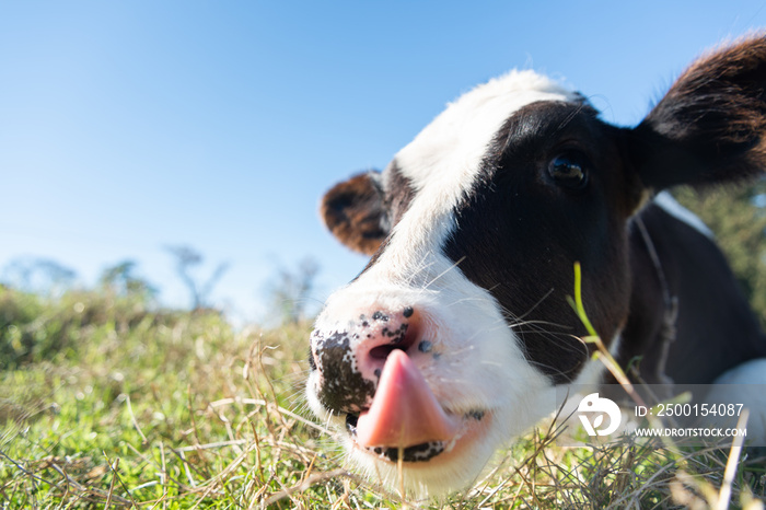 seted calf with his tongue on his snout