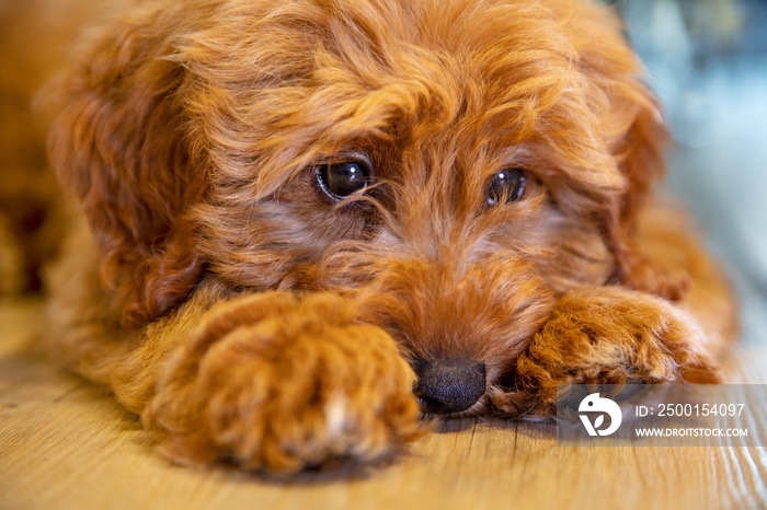 Cute Puppy Dog Laying Down Looking Sad