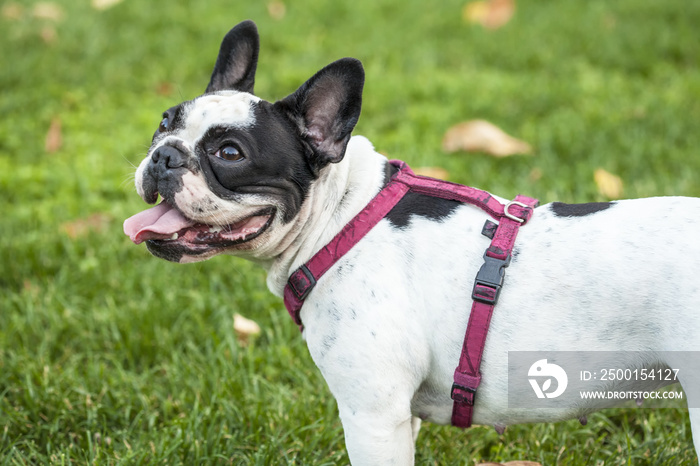 White french bulldog with black spot on head, wearing a red walking harness, standing on green grass lawn, autumn day