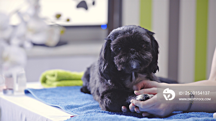 Dog paw massage at dog salon