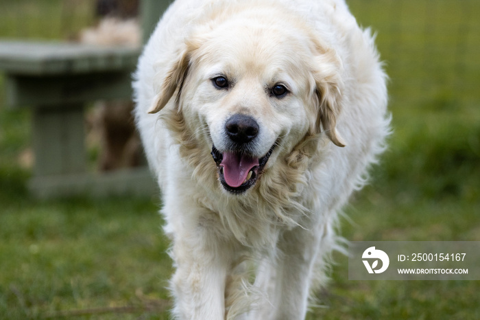 fat / overweight golden retriever dog running towards the camera