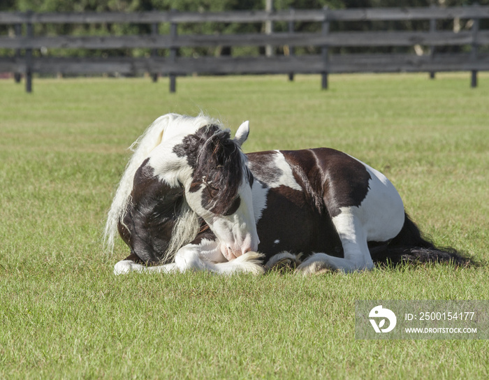 Gypsy Vanner Horse mare resting in grass paddock