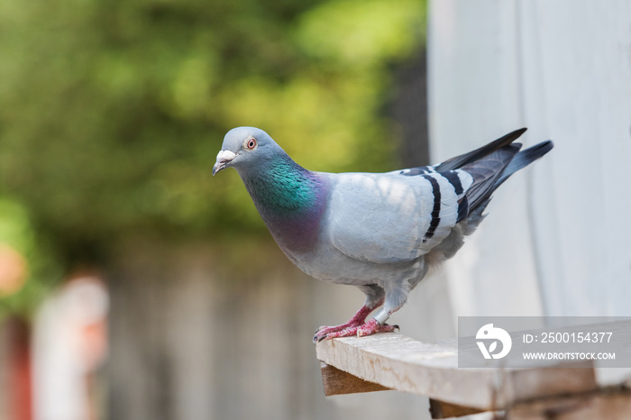 homing pigeon bird perching on home loft