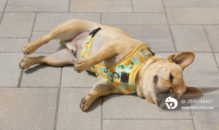 6-Years-Old Red Tan French Bulldog Male Sunbathing on Patio Pavers.