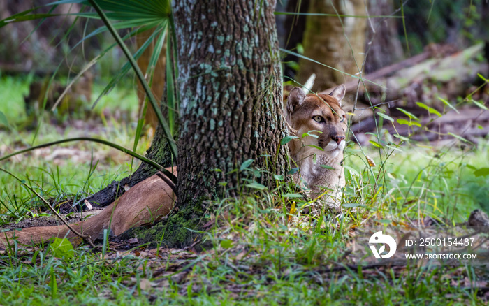 Florida panther hides behind tree, resting