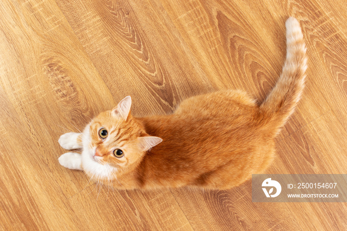 A red cat is lying on the floor. Top view.